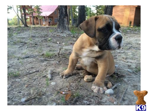 best Price pups Picture 1